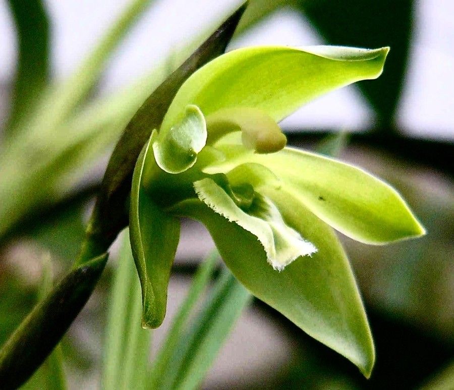 Dendrobium deplanchei flower