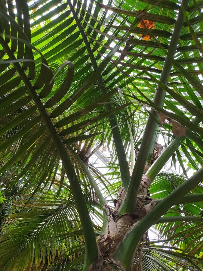 Saribus jeanneneyi — related species from the same genus