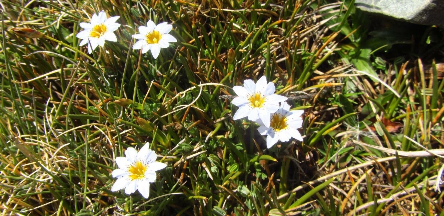 Gentiana sedifolia flower