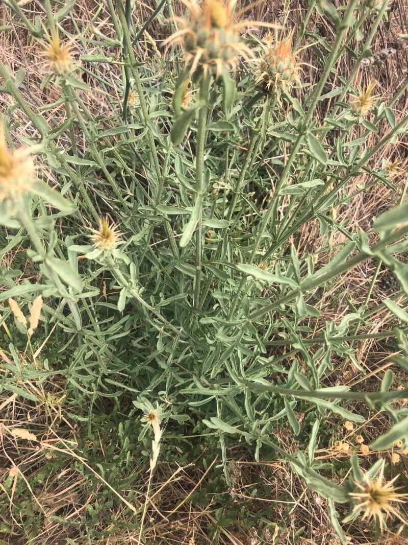 Centaurea ornata — houseplant care guide