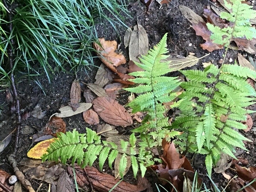 Dryopteris lepidopoda — search result for 'Dryopteris'