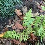 Dryopteris lepidopoda