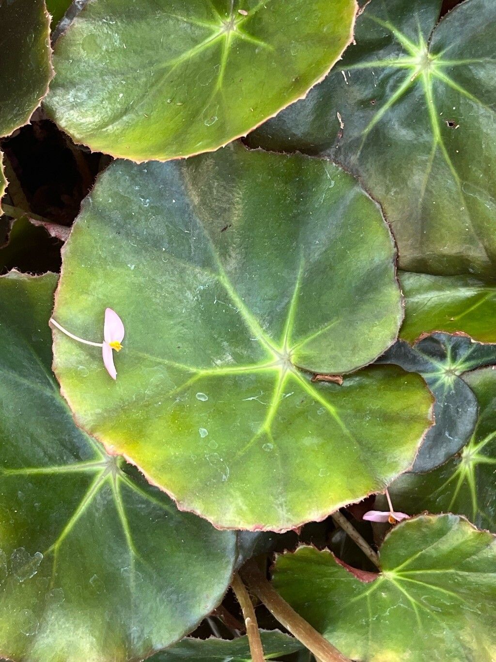 Begonia cavaleriei — houseplant care guide