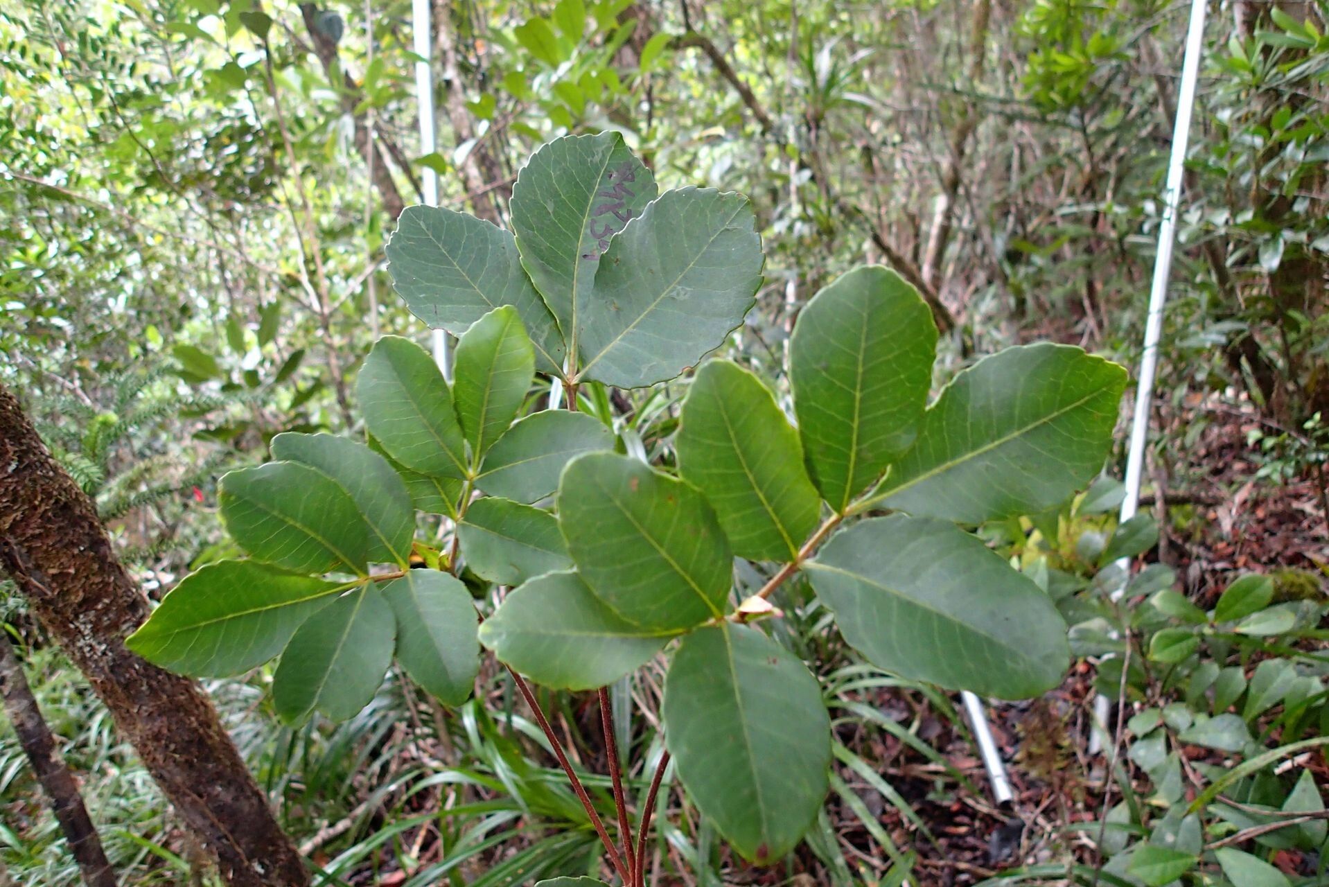 Pterophylla dichotoma leaf