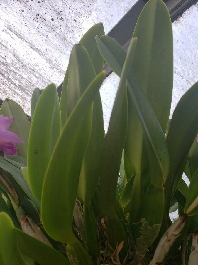 Cattleya warscewiczii leaf