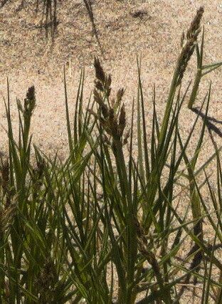 Sporobolus virginicus fruit