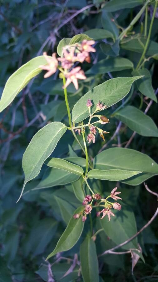 Cynanchum rossicum flower