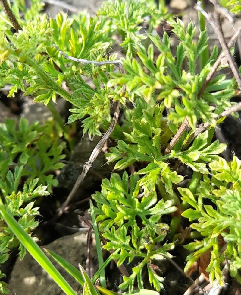 Tragia pinnata — houseplant care guide