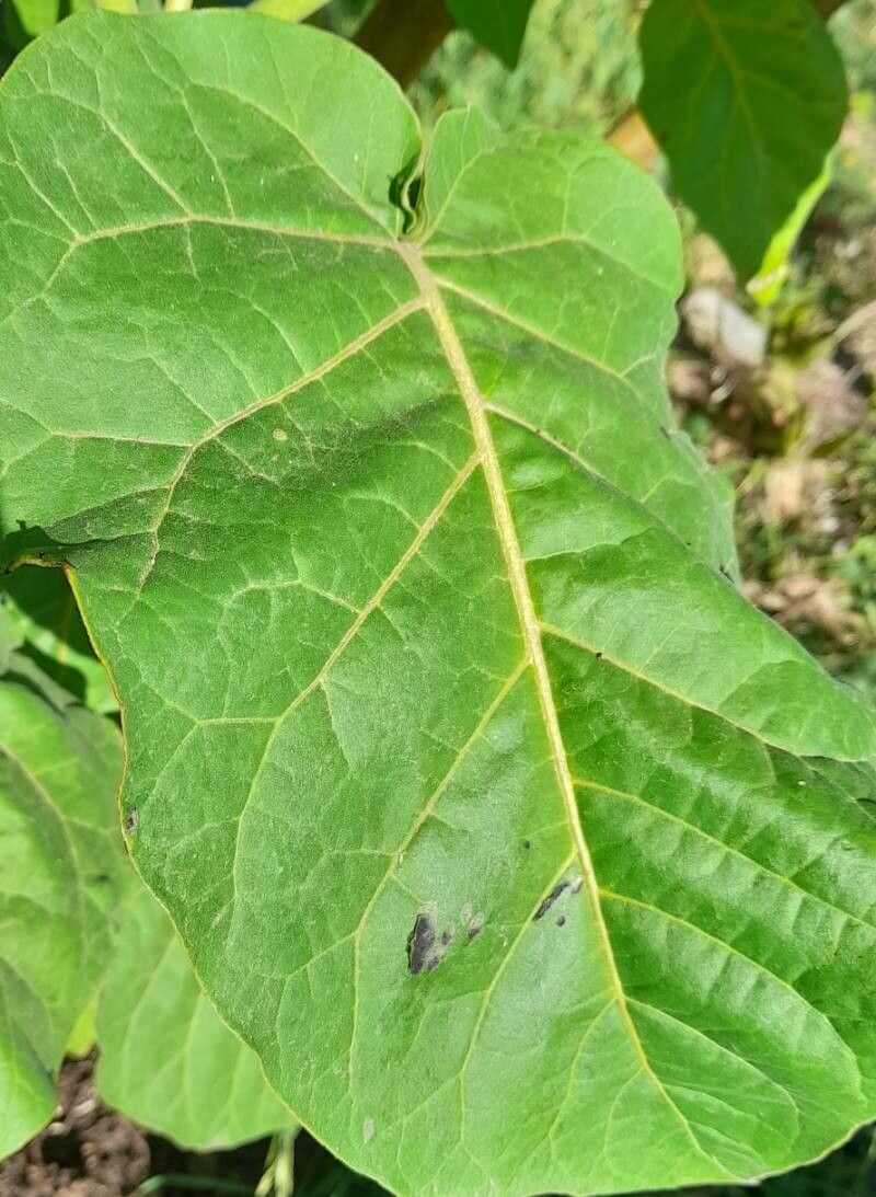 Solanum betaceum leaf