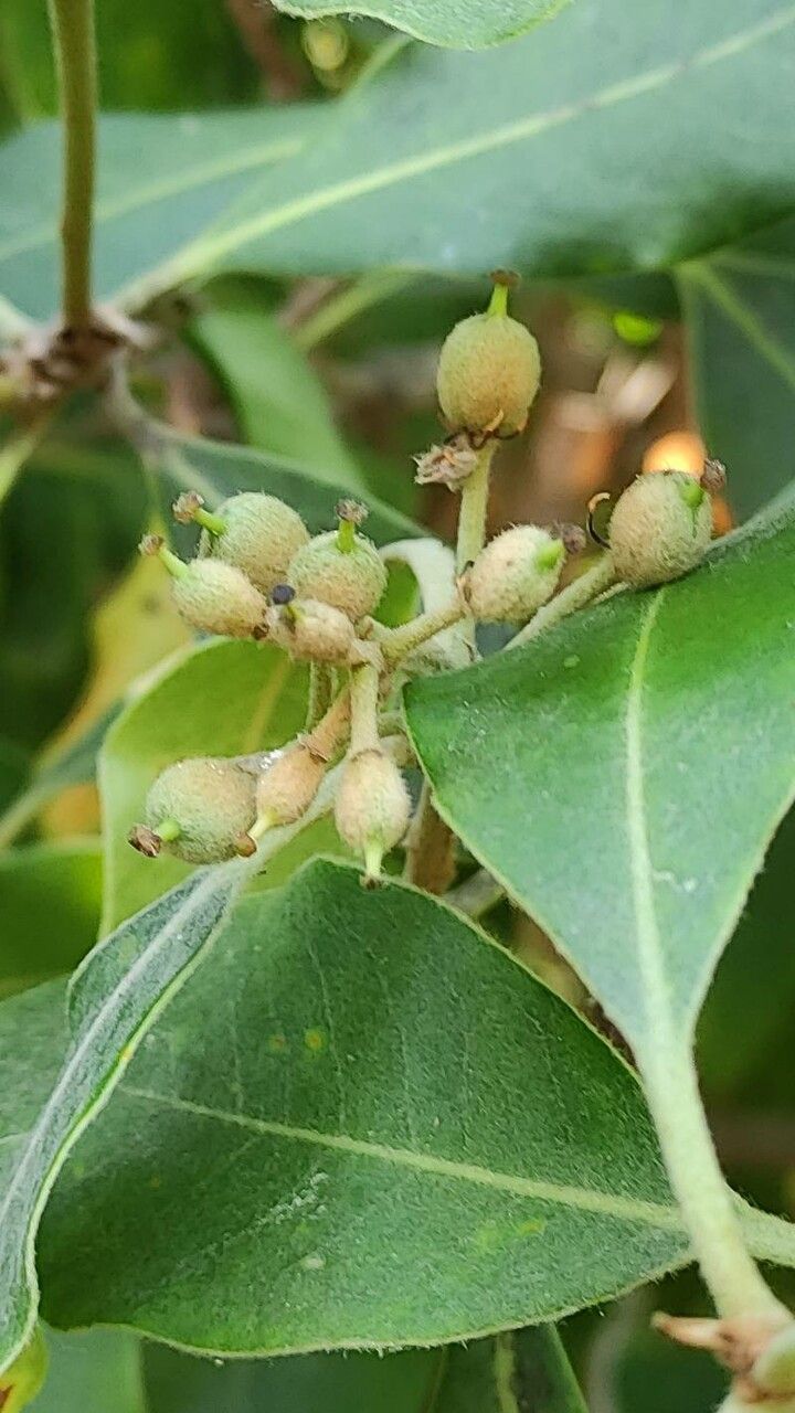 Pittosporum venulosum fruit