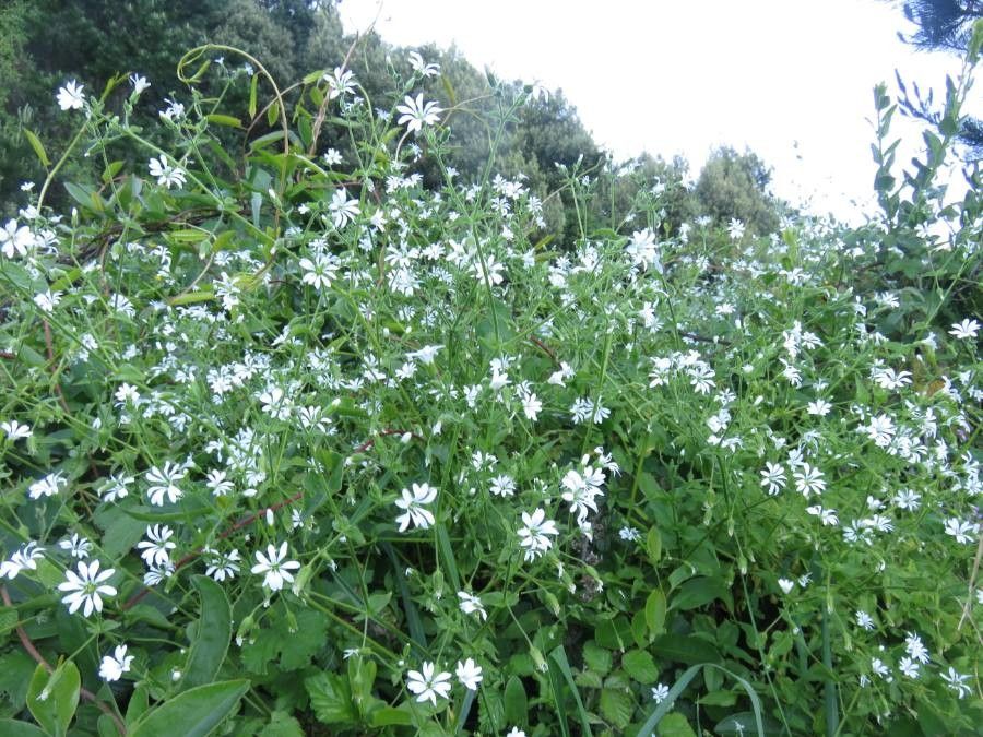 Stellaria chilensis habit