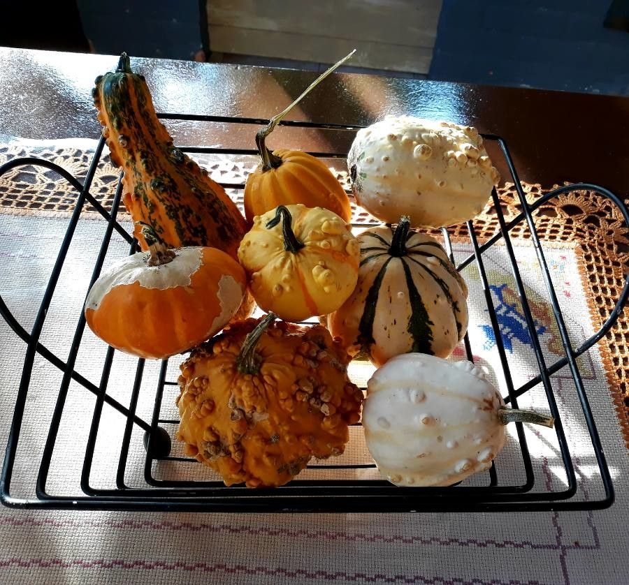 Benincasa hispida fruit