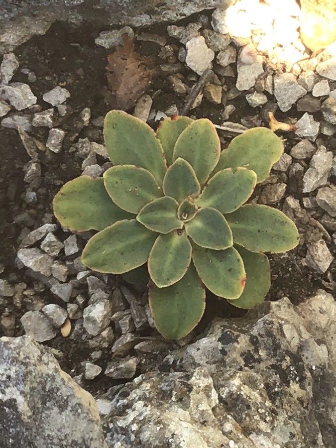 Lewisia cotyledon leaf