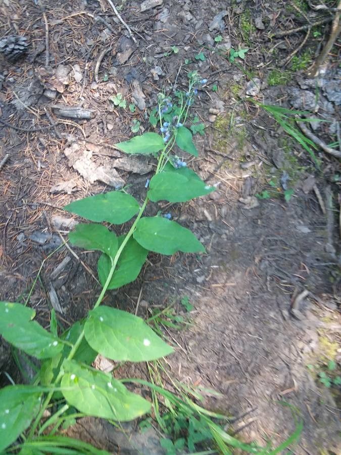 Mertensia ciliata leaf