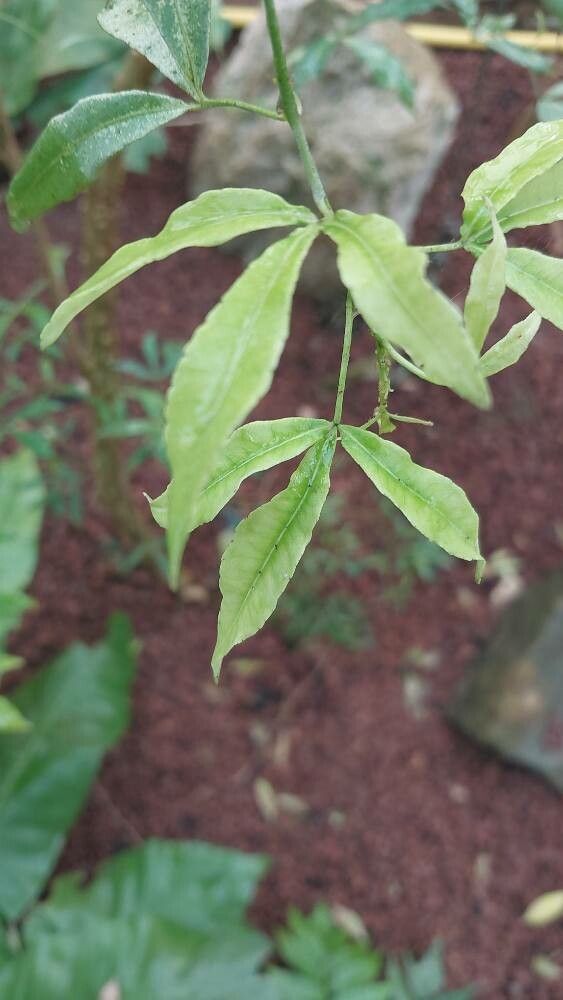 Zanthoxylum asiaticum leaf