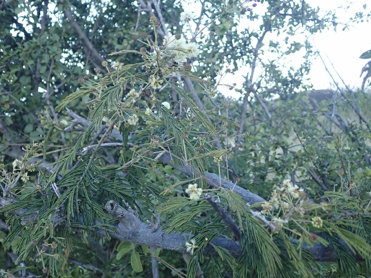 Acacia brevispica habit