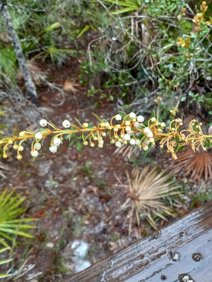 Lyonia ferruginea flower