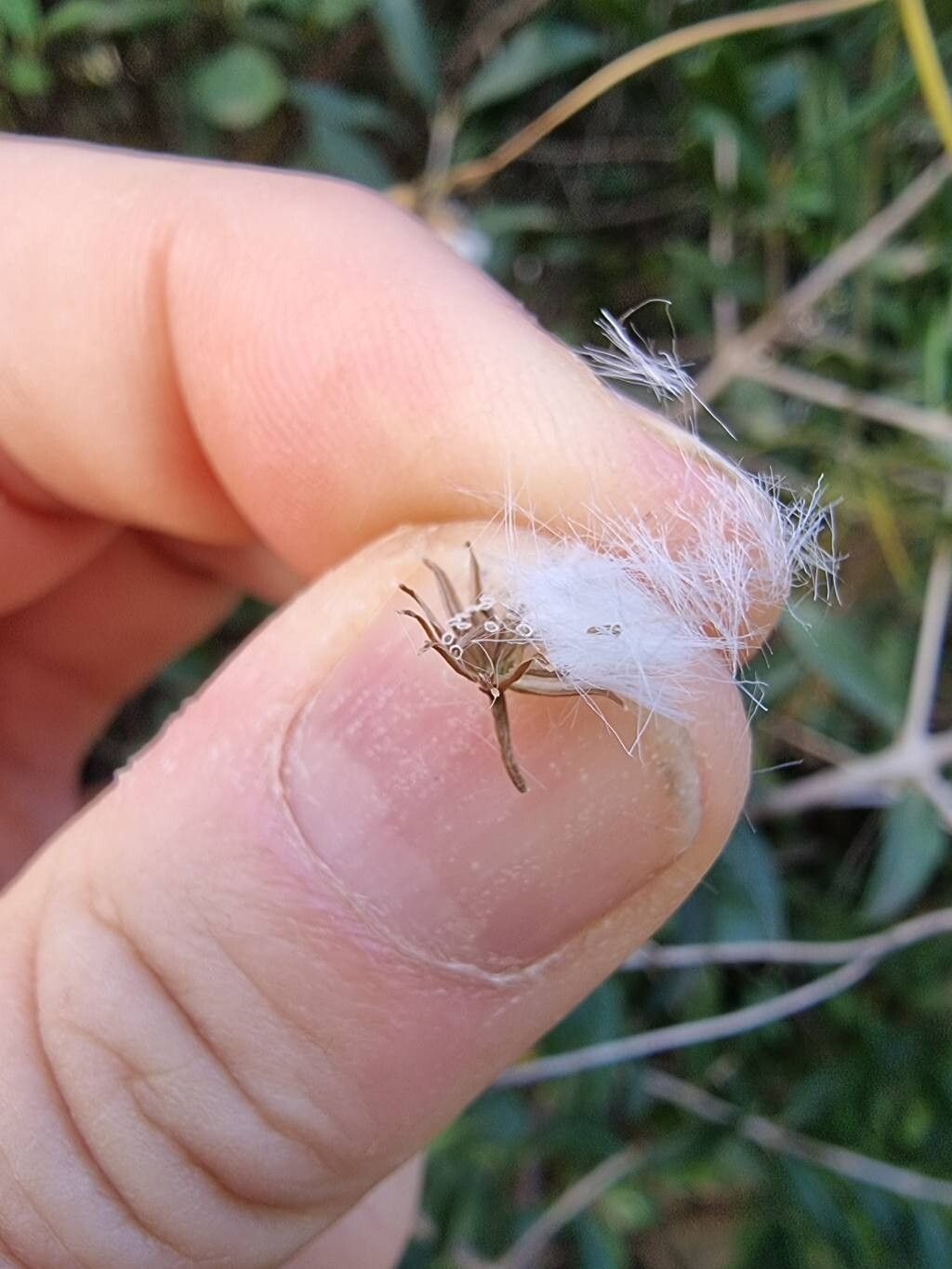 Senecio odontophyllus fruit