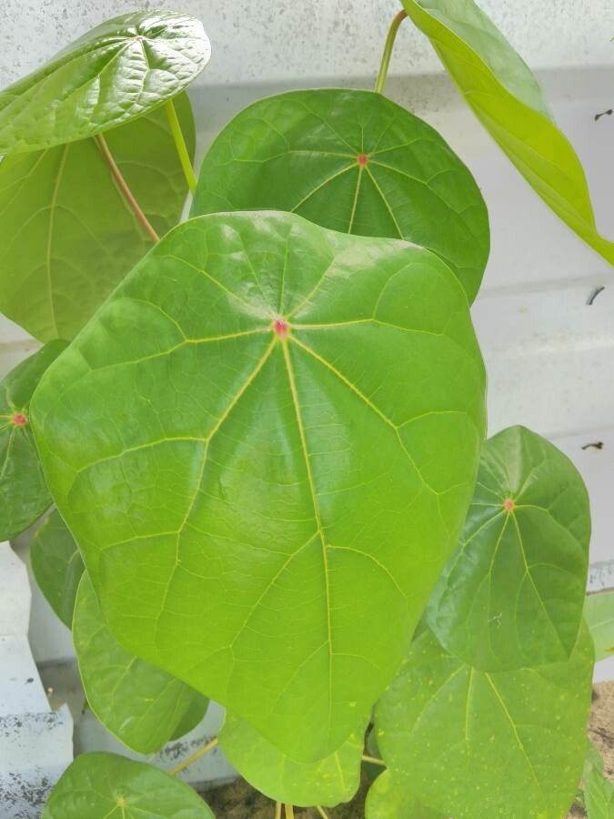 Hernandia nymphaeifolia leaf