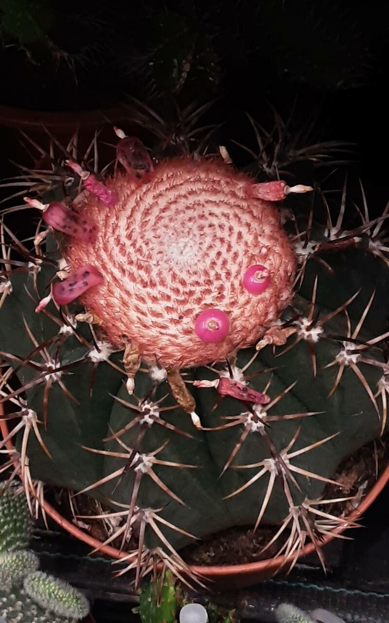 Melocactus intortus flower