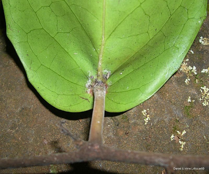 Xylosma peltata fruit