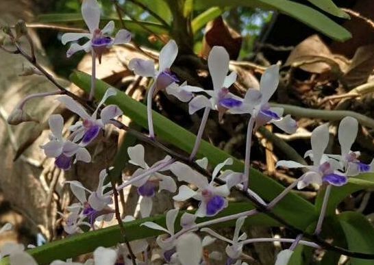 Phalaenopsis wilsonii flower