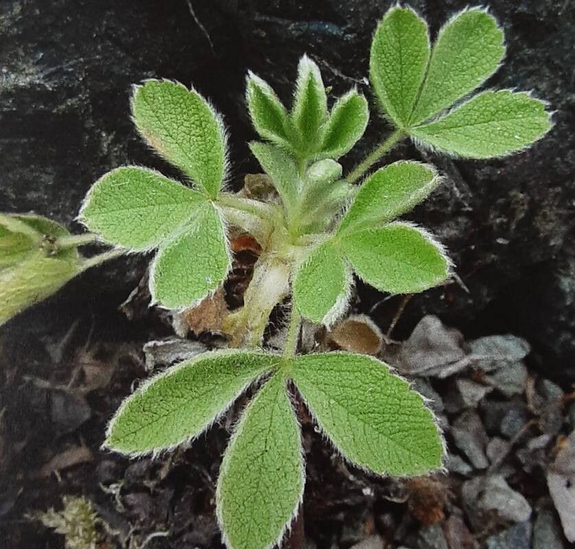 Potentilla grammopetala — search result for 'Potentilla'