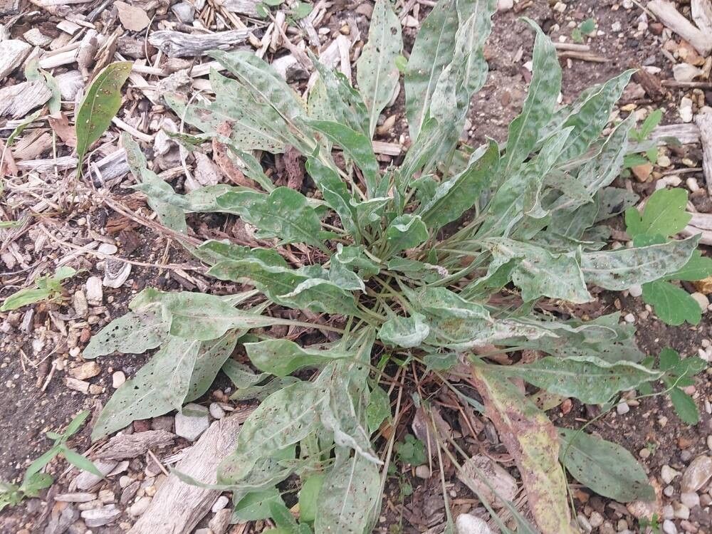 Lindera umbellata — search result for 'Lindera'