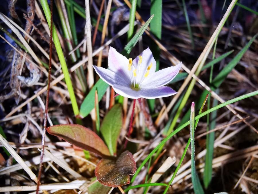 Trientalis europaea — search result for 'Sweden'