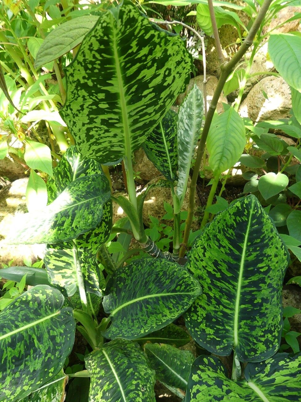 Dieffenbachia grayumiana habit