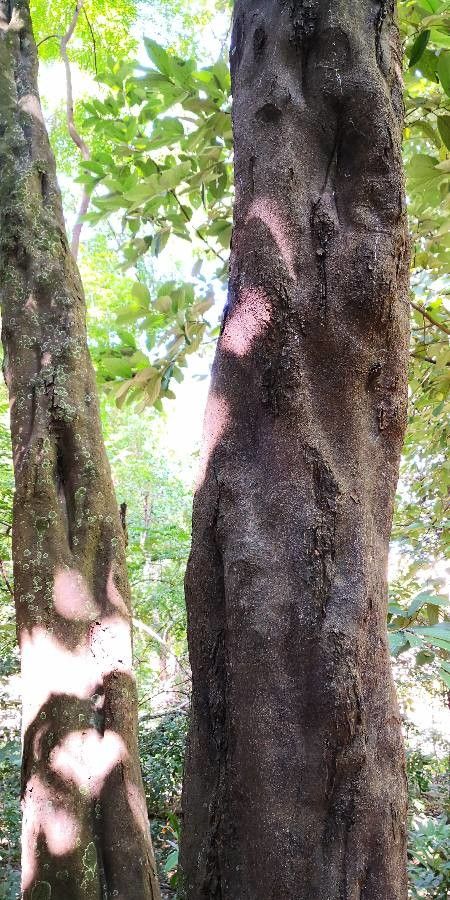 Styrax chinensis bark
