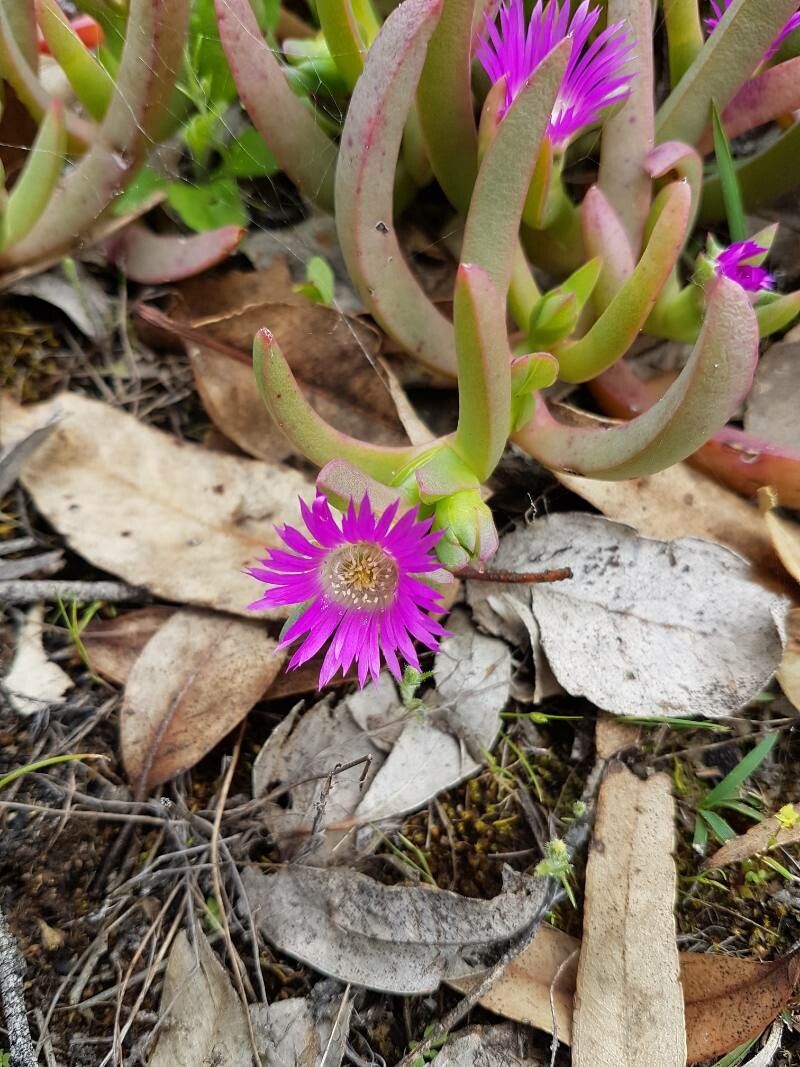 Carpobrotus modestus — search result for 'Carpobrotus'