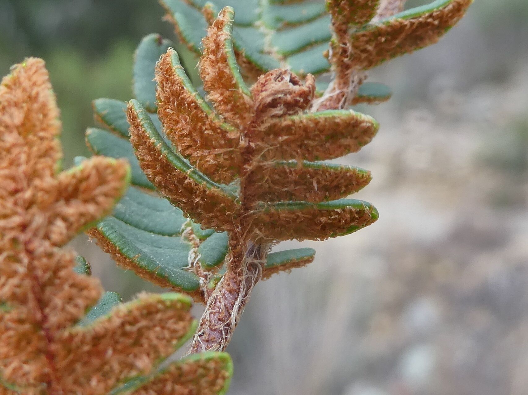 Hemionitis marantae fruit