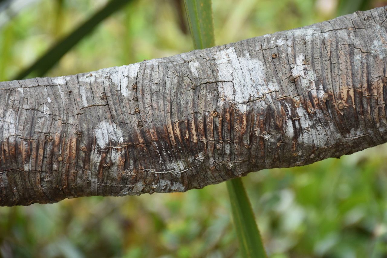 Pandanus eydouxia bark