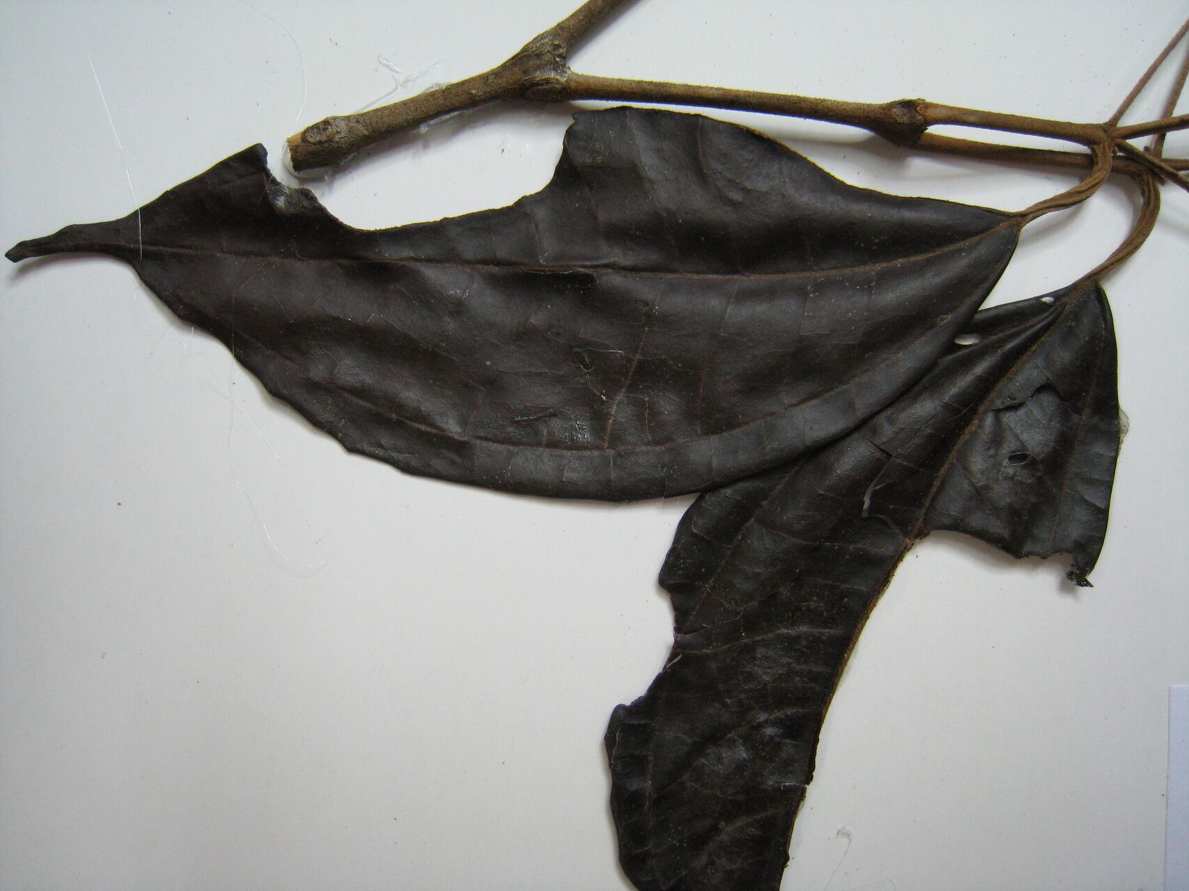 Miconia tetraspermoides — houseplant care guide