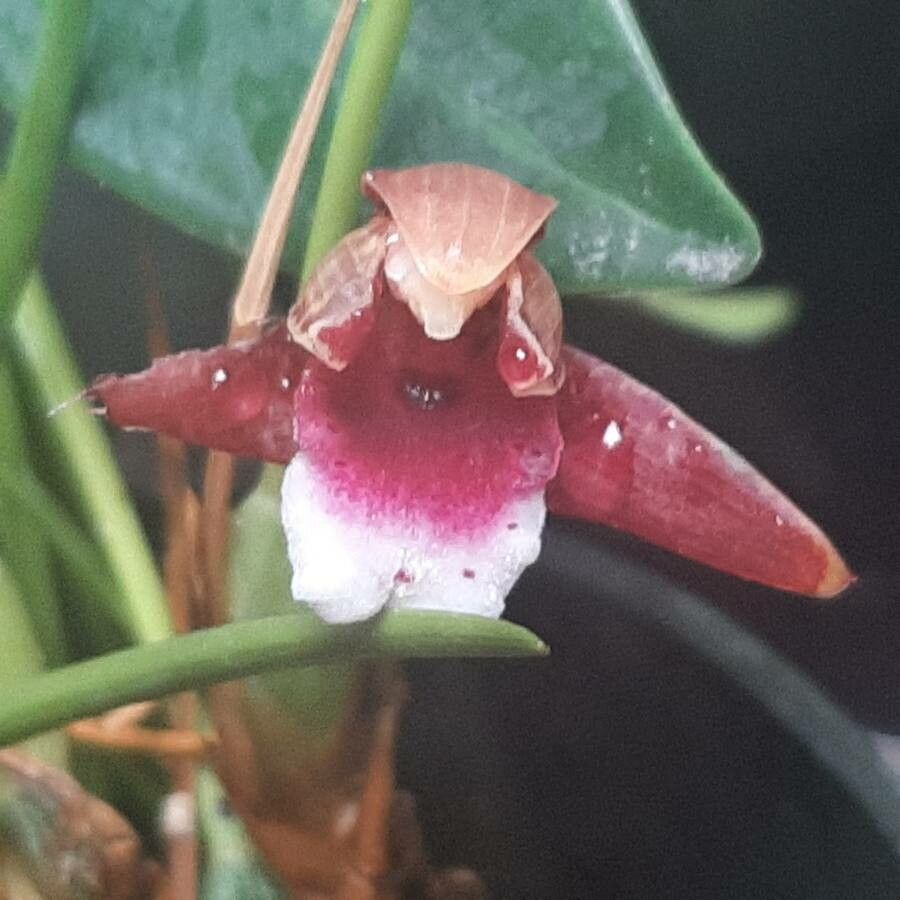 Maxillariella sanguinea flower