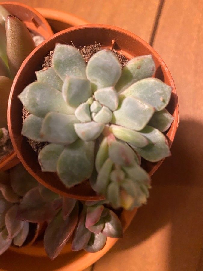 Echeveria subcorymbosa — search result for 'Echeveria'