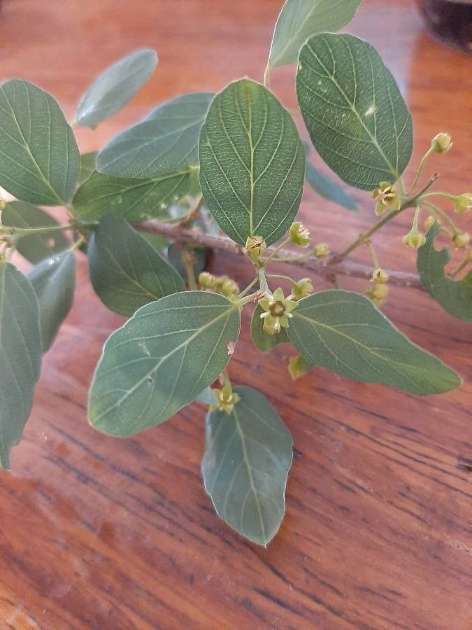 Berchemia zeyheri — search result for 'Rhamnaceae'