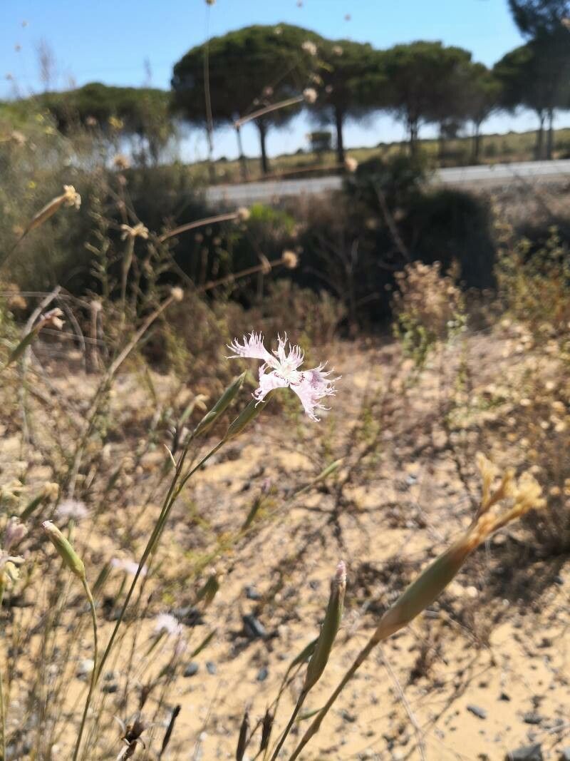 Dianthus broteri — houseplant care guide