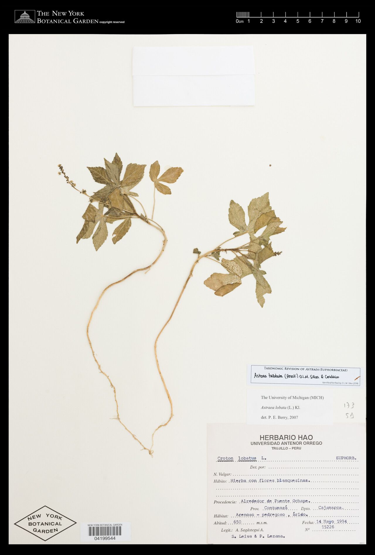 Astraea trilobata — related species from the same genus