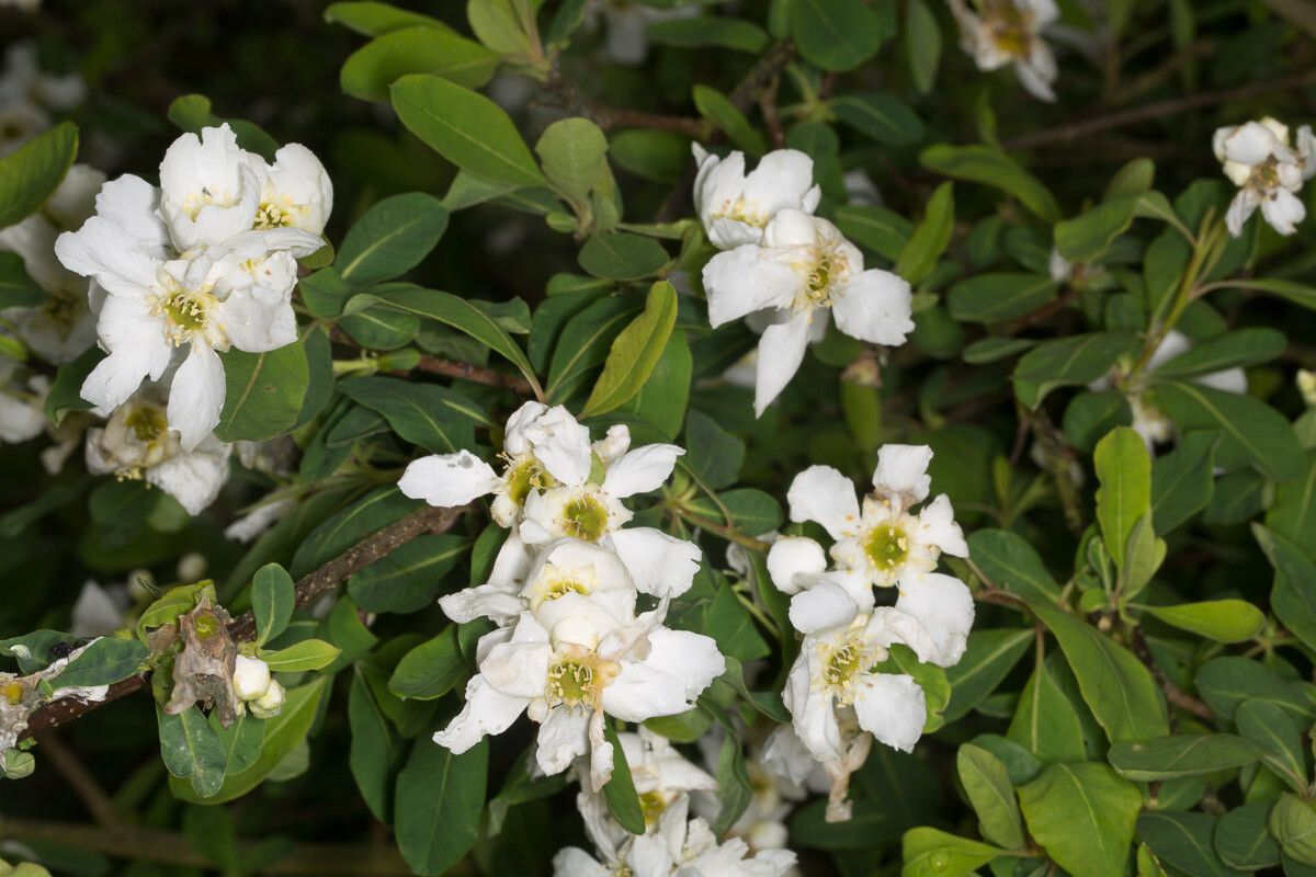 Exochorda racemosa flower