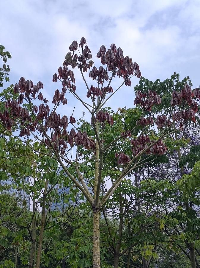 Cecropia glaziovii habit