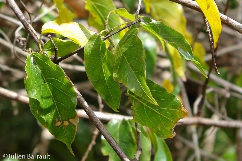 Gouania leratii habit