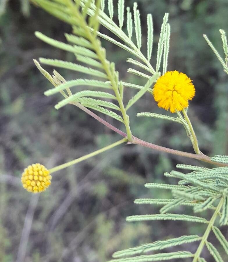 Vachellia aroma flower