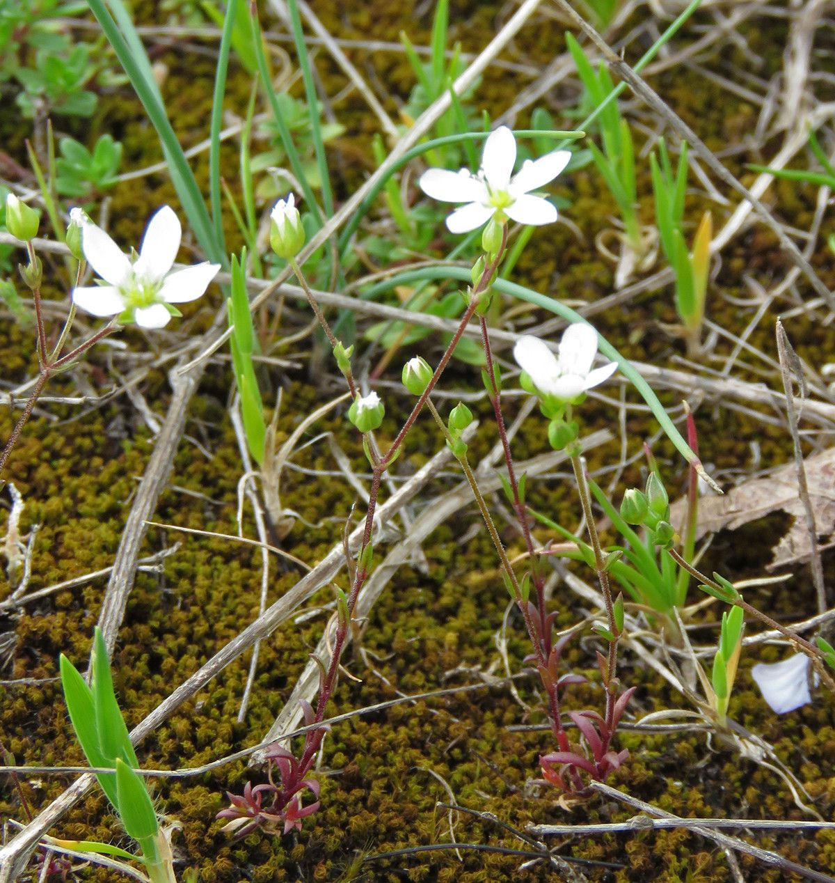 Arenaria controversa — houseplant care guide
