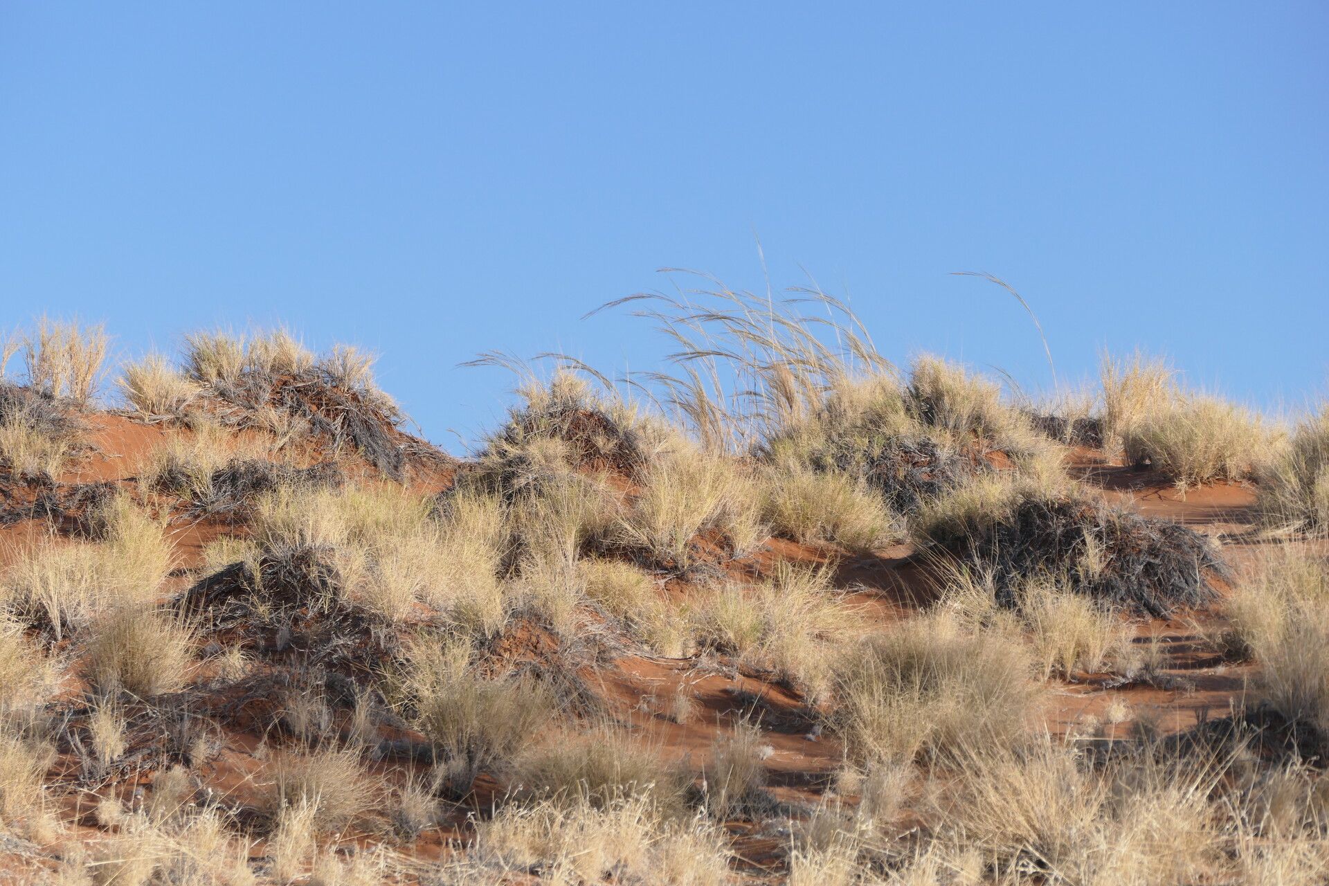 Stipagrostis sabulicola habit