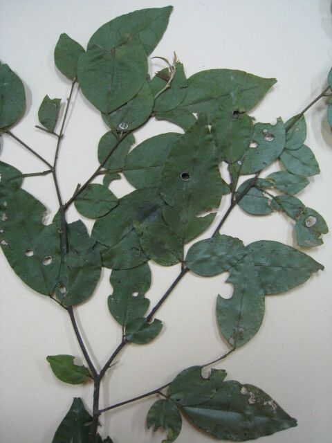 Swartzia arborescens other