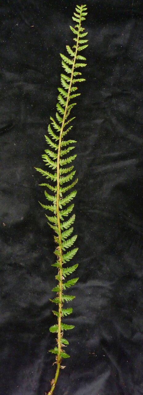 Polystichum prescottianum habit