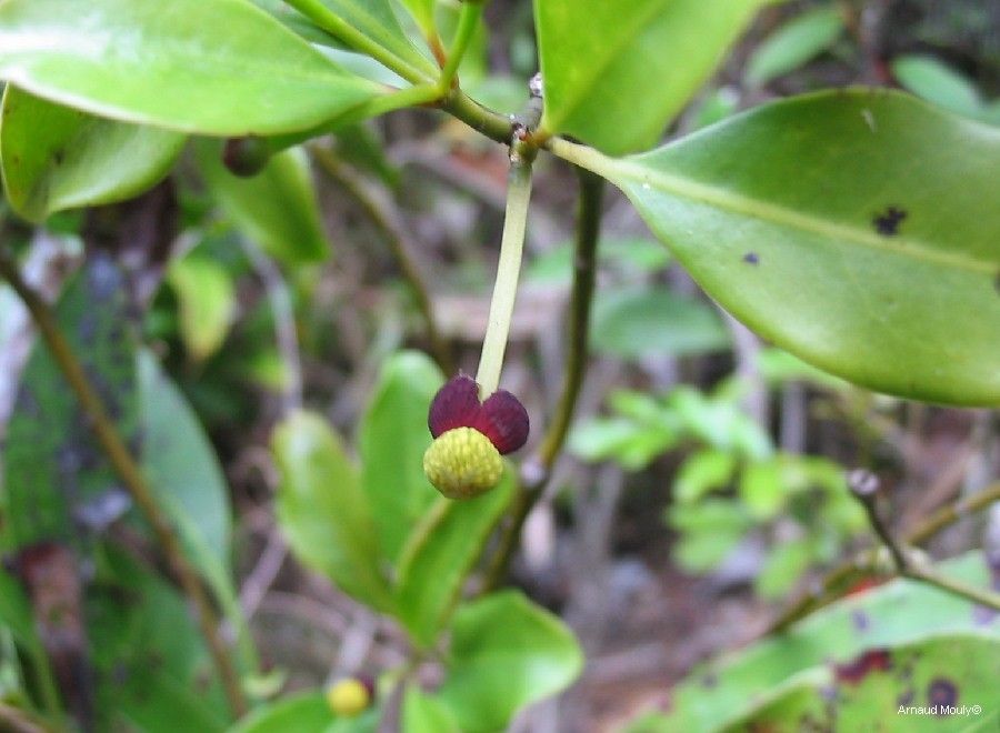 Zygogynum pauciflorum fruit