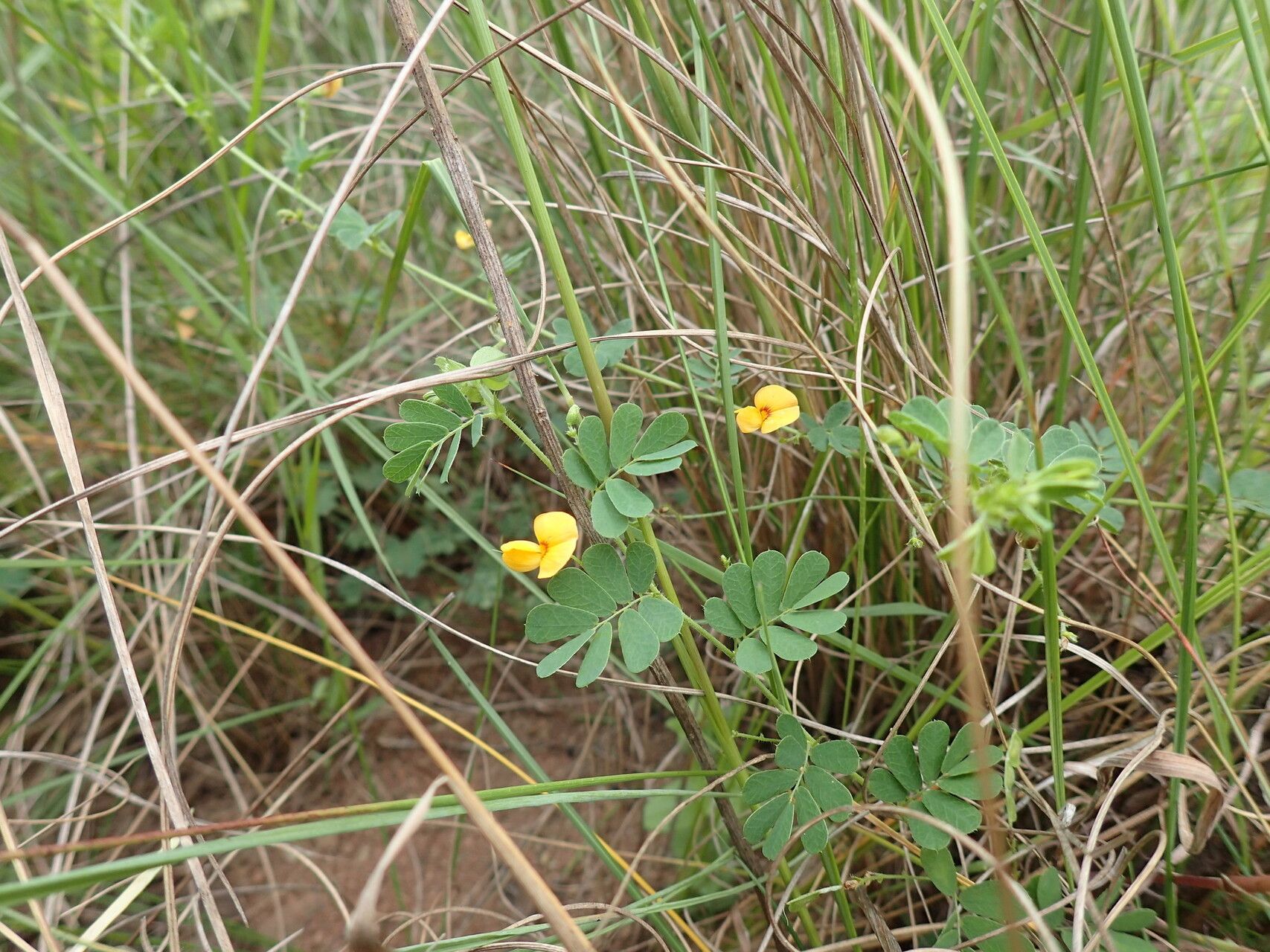 Aeschynomene brevifolia habit